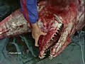 Goblin Shark Captured By Fishermen