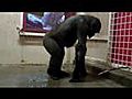 Break Dancing Gorilla
