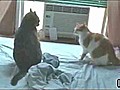 Féroce combat de chats