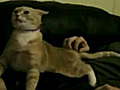 Trololo Cat Video