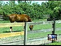 Death of a horse investigated in Loxahatchee (NewsChannel 5)