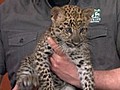 GMA 4/22: African Cats