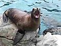 Screaming Seal