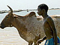 Fulani