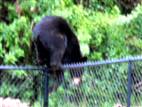 Bear takes dip in family pool