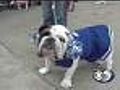 Beautiful Bulldogs Compete In Iowa