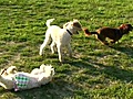 Worthington Dog Park in pet friendly Ellicott City