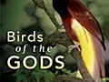 Nature: Birds of the Gods