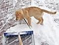 iWitness:  Puppy attacks snow shovel