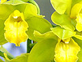The New York Botanical Garden Orchid Show