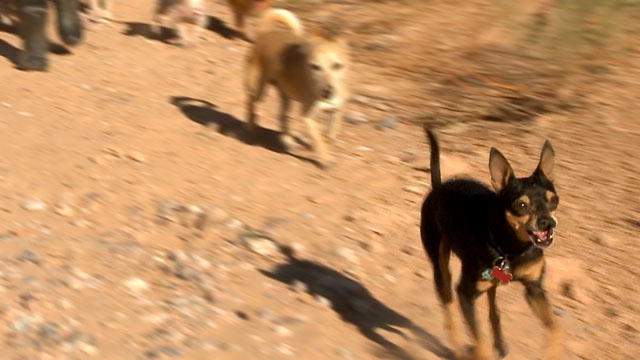 Small Dogs,  Big Jobs: The Chihuahua Ambassador