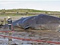 Beached whale dies in Redcar despite rescue efforts