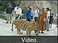 The video clip shows me being attacked by a tiger - Kanchanaburi, Thailand