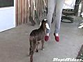 Goat Dancing