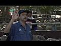 Learn about live sheep export animal