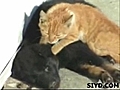 FUNNY CATS