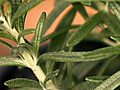 Spotlight on Herbs: Rosemary