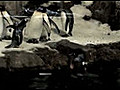 Speedy Pingouin