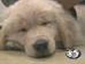 Puppy Takes A Break From Guide Dog Training