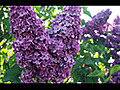 How to Trim Lilacs