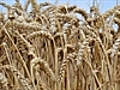 Food price fear over Russia wheat ban