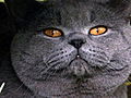 Cats 101: British Shorthair