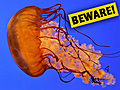 Science News: Beware Everlasting Jellyfish!