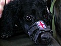 British Army Dog Injured