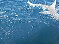 pukeko shark