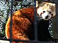 Philadelphia Zoo Red Panda Bears