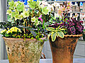 Spring Container Planting