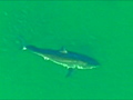 Great white sharks off U.S. coast