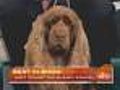 Sussex Spaniel Is Oldest Dog To Win Show