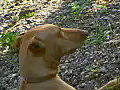 Royalty Free Stock Video SD Footage Brown Dog Sits under a Tree in Puerto Vallarta,  Mexico