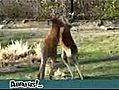 Combat de kangourou