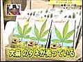 ここがヘンだよ  麻薬（大麻・マリファナ）