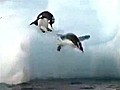 Beliebte Pinguin-Sportart: Ice-Cliff-Diving
