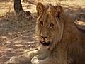 Reintroducing Lions Into the Wild in Zimbabwe