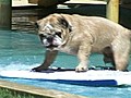 Water Park Is Pooch Paradise