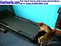 2-funny-cats-kittens-running-on-the-treadmill