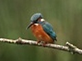 Kingfisher