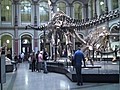 El Museo de Berlín desempolva sus especies en formol para celebrar 200 años