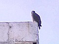 Aggressive Falcon on the Attack