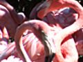 News: Zoo Logic :: Caribbean Flamingo