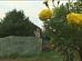 Statue Stolen From Little Girl’s Gravesite