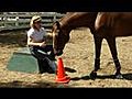 Documentary of Lukas,  The World’s Smartest Horse