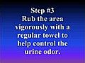 Remove Pet Stain Urine Odor from Carpet 321-216-1442 Orlando