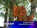 مهرجان التمور في مدينة بريدة في السعودية