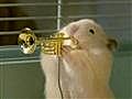 Un banda de jazz de hamsters