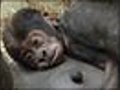 Baby gorilla revealed at London Zoo